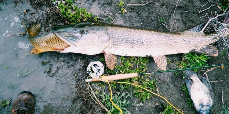 Carpiken-Pike-Fly-Fishing