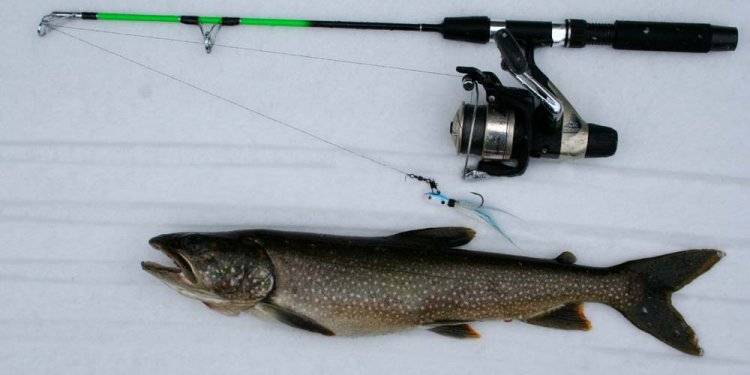 Above: A lake trout caught via