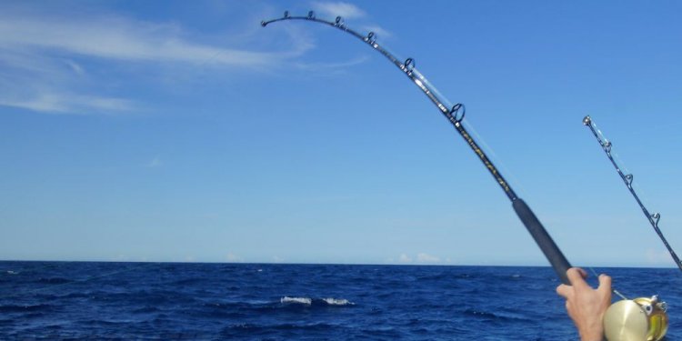 Bent big game fishing rod