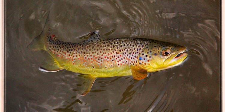 Wisconsin Brown Trout