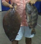 Big Sheepshead and flounder caught on Lee County beach