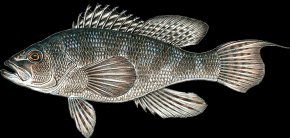 Black sea bass attracting