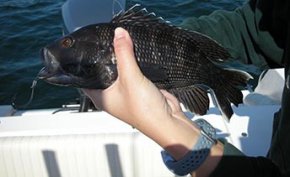 Black water bass short
