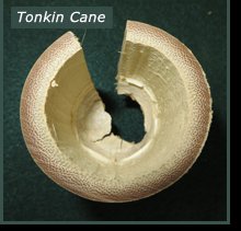 cross-section of Tonkin Cane