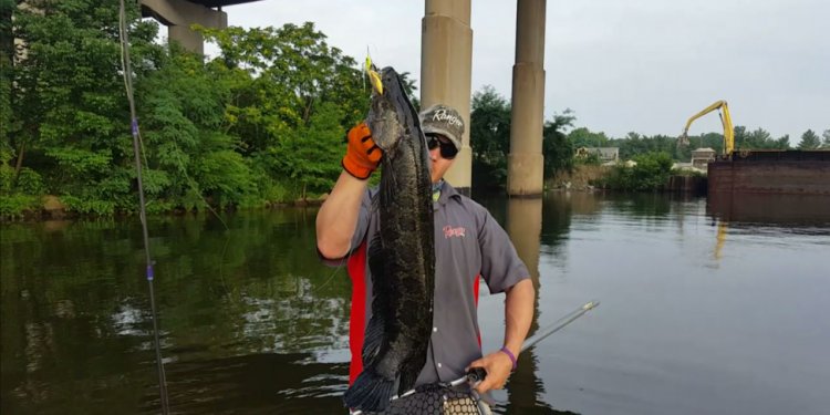 Laguna Fishing Rods