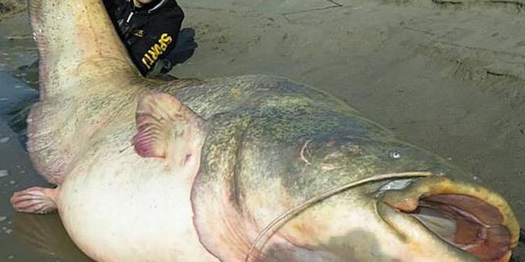 Largest fish caught on Rod and reel