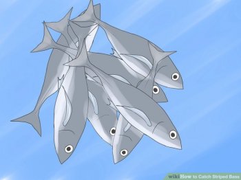 Image titled Catch Striped Bass action 2