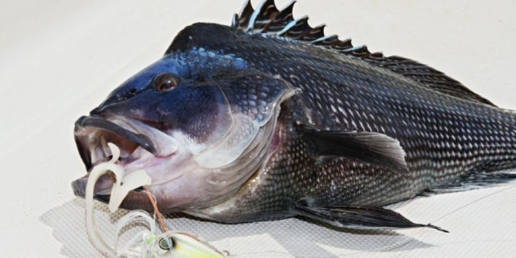 Black Sea bass Fishing