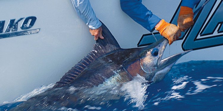 Best offshore Fishing Rods
