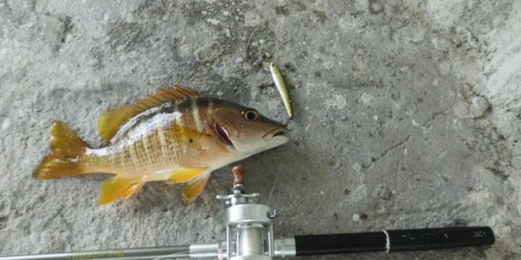 Pen Fishing rod Fly reel