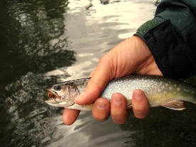 picture of angler's hand holding brook trout