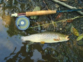 picture of brown trout and fly rod on-stream lender