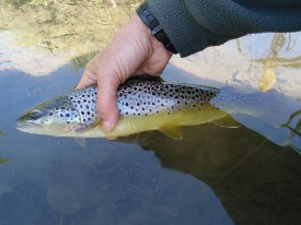 Photo of brown trout in anglers hand