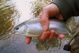 picture of rainbow trout in fishermen hand