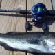 Bass fishing Rods