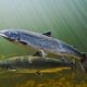 Best Fishing rod for Salmon