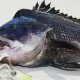 Black Sea bass Fishing