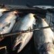 Different Fishing Rods