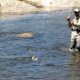 Fly Fishing Rods Reviews