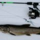 Lake trout Ice fishing Gear
