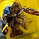 Lobster Fishing Equipment