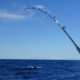 Sea Fishing Rods