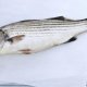 Striped Bass fishing Rods