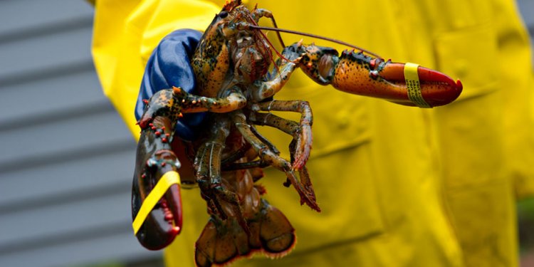 Lobster Fishing Equipment