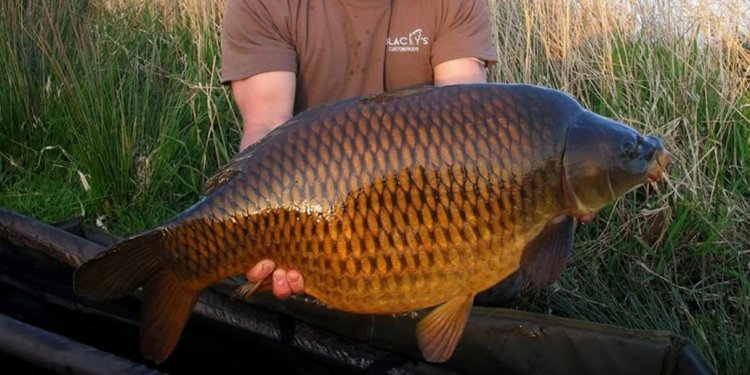 Harrison Fishing Rods
