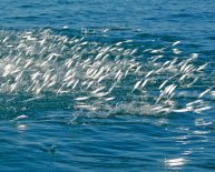 Barracuda Fishing Equipment