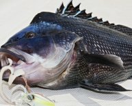 Black Sea bass Fishing