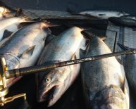 Different Fishing Rods