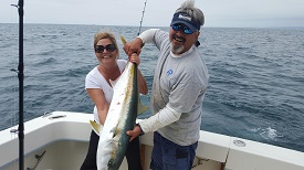 Yellowtail perhaps not Tuna Fish picture